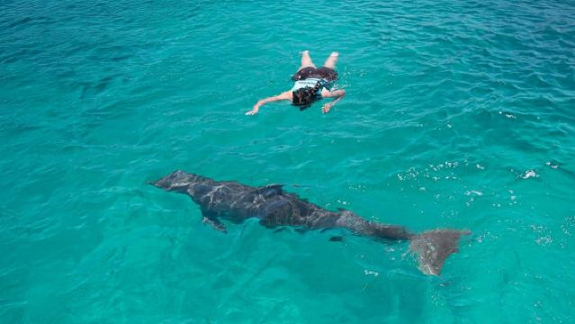 Cozumel: Connessione Reale con i Delfini e Interazione con i Lamantini