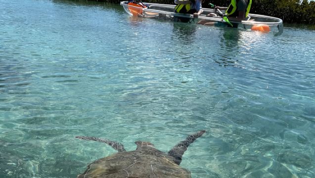 Clear Kayak Eco Tour Explore Mangroves and Meet the Turtles