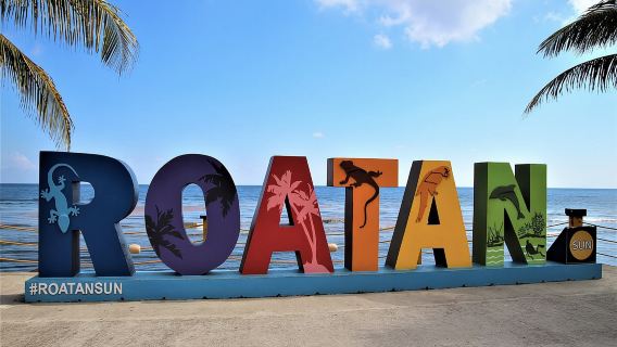 Roatan Excursion: Sloths and monkey hang out /Chocolate & Rum C.