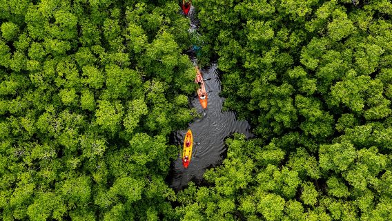 SoCoHo Öko-Halbtag - Mangroven-Kajak & Riff-Schnorcheln