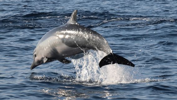 Delfin- und Walbeobachtung