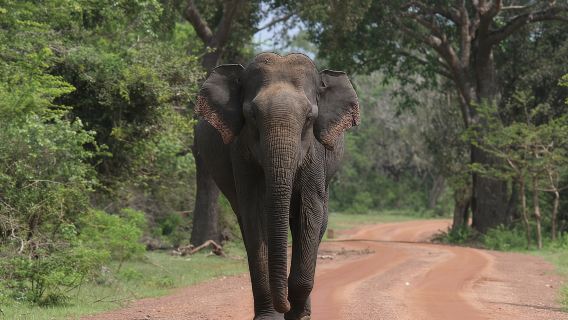 Safari Petang - Taman Negara Yala dengan safari Janaka - 02.00 petang hingga 06.30 petang