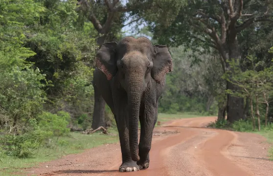 亞拉國家公園夜間遊獵（Janaka safari） - 下午2:00至6:30