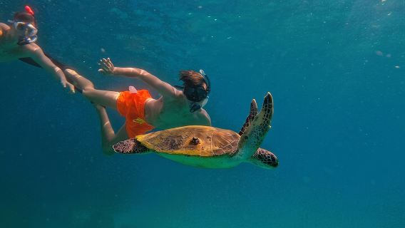 Snorkeling with turtles in Fujairah with Transfer & BBQ lunch