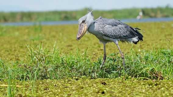 1/2 Mabamba-Sumpf-Schuhschnabel-Tour