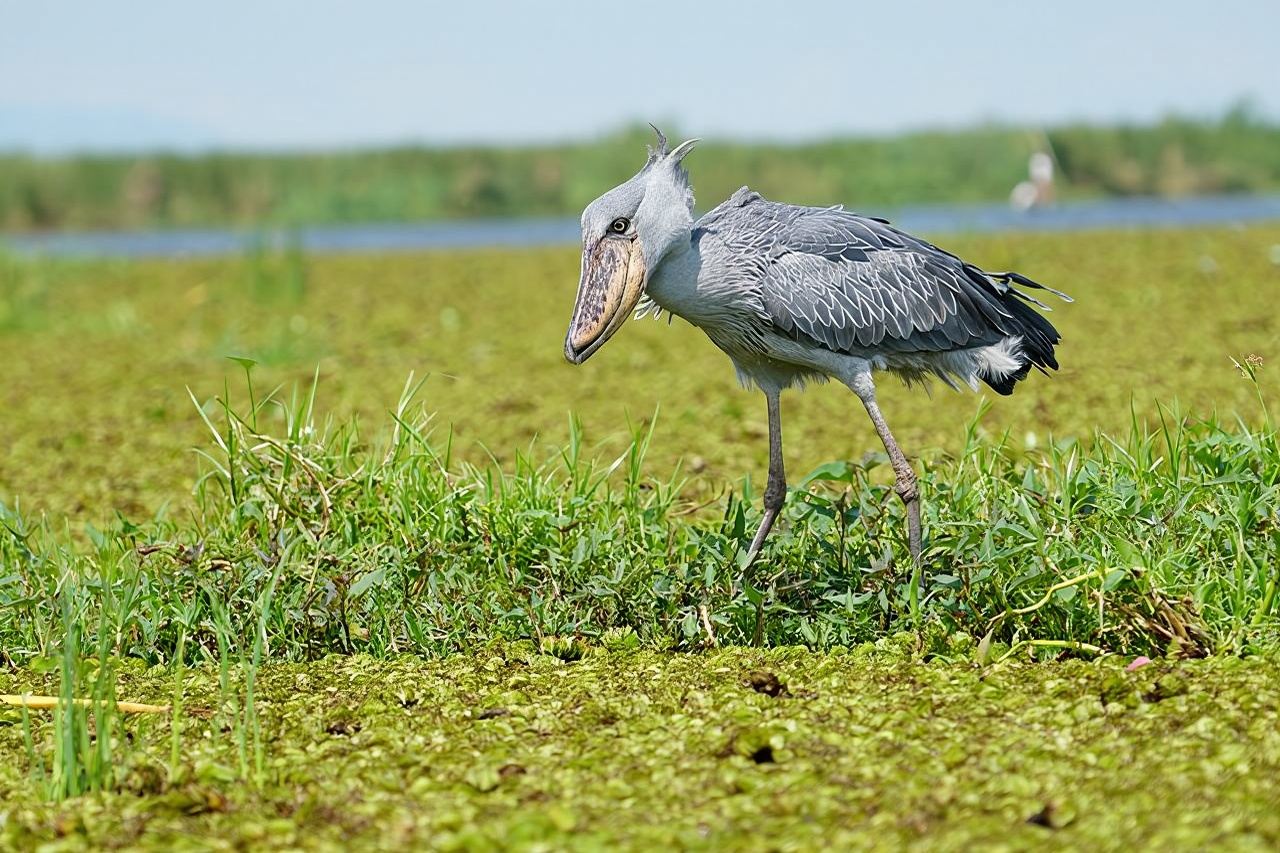 1/2 Mabamba Swamp Shoebill Tour