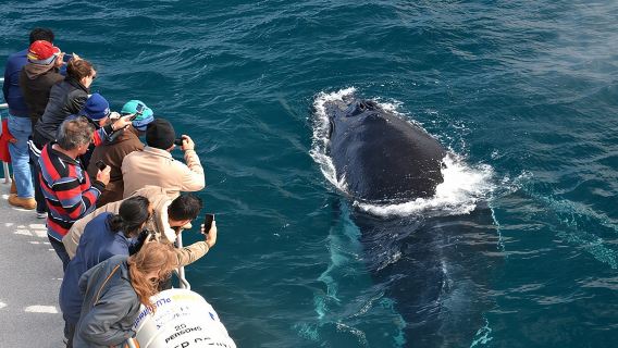 Образовательная экскурсия по наблюдению за китами из Перта.
