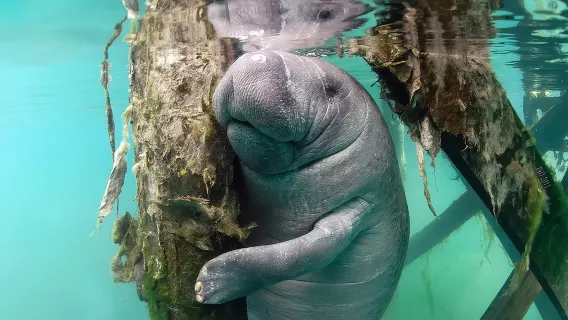 Tour più popolare di 3 ore per nuotare con i lamantini + guida in acqua!