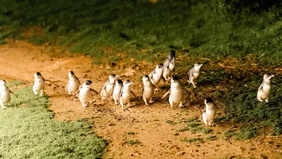 Phillip Island Day Trip from Melbourne with Penguin Plus Viewing Platform