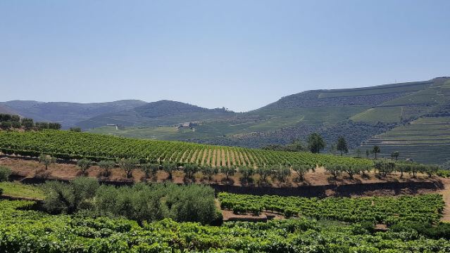 Douro Valley-reis: 2 wijngaardbezoeken, riviercruise, lunch bij wijnmakerij