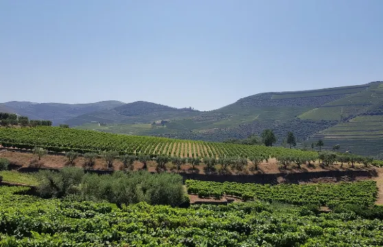 杜羅河谷之旅：2個葡萄園參觀、河上郵輪之旅、酒莊午餐