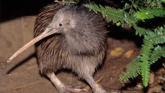 Parque Ecológico del Kiwi de Queenstown en Nueva Zelanda