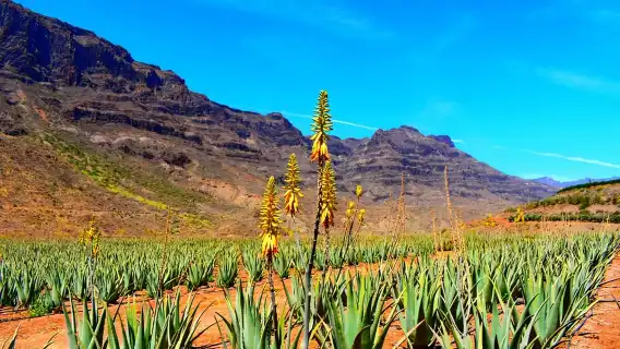 Gran Canaria: Full-Day VIP Tour by Bus