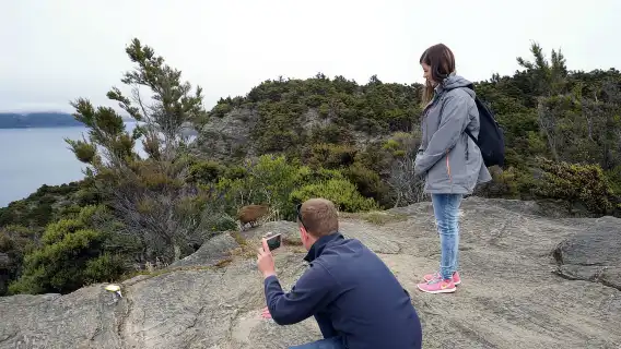 Mou Waho Island: 3-Hour Cruise and Guided Nature Walk