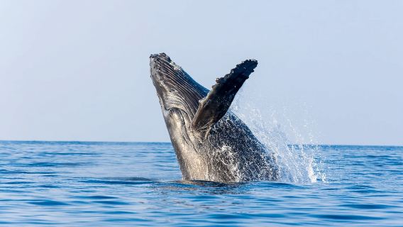Ma'alaea Harbor: Whale Watching Tour Aboard Power Catamaran