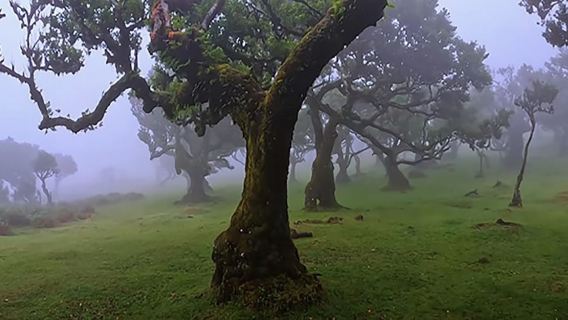 From Funchal: West Madeira Waterfalls and Fanal Forest Tour