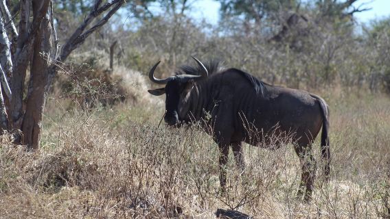 From Maun: Moremi Game Reserve Tour