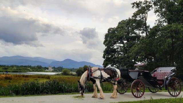 Killarney: Tour privado al Parque Nacional de Killarney
