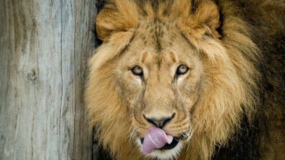 Vienna: Skip-the-line Tickets for Schönbrunn Zoo