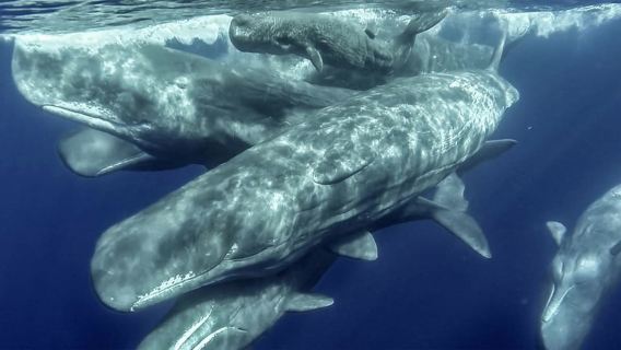 Açores : observation des baleines et excursion en bateau vers les îlots avec un biologiste marin
