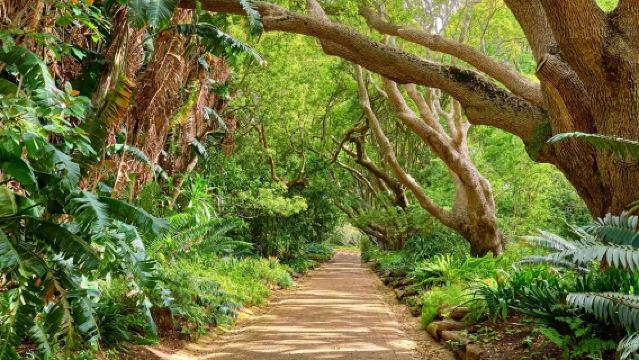 Lawatan ke Taman Botani Kirstenbosch + Ladang Anggur Groot Constantia + Pelabuhan Victoria di Cape Town, Afrika Selatan
