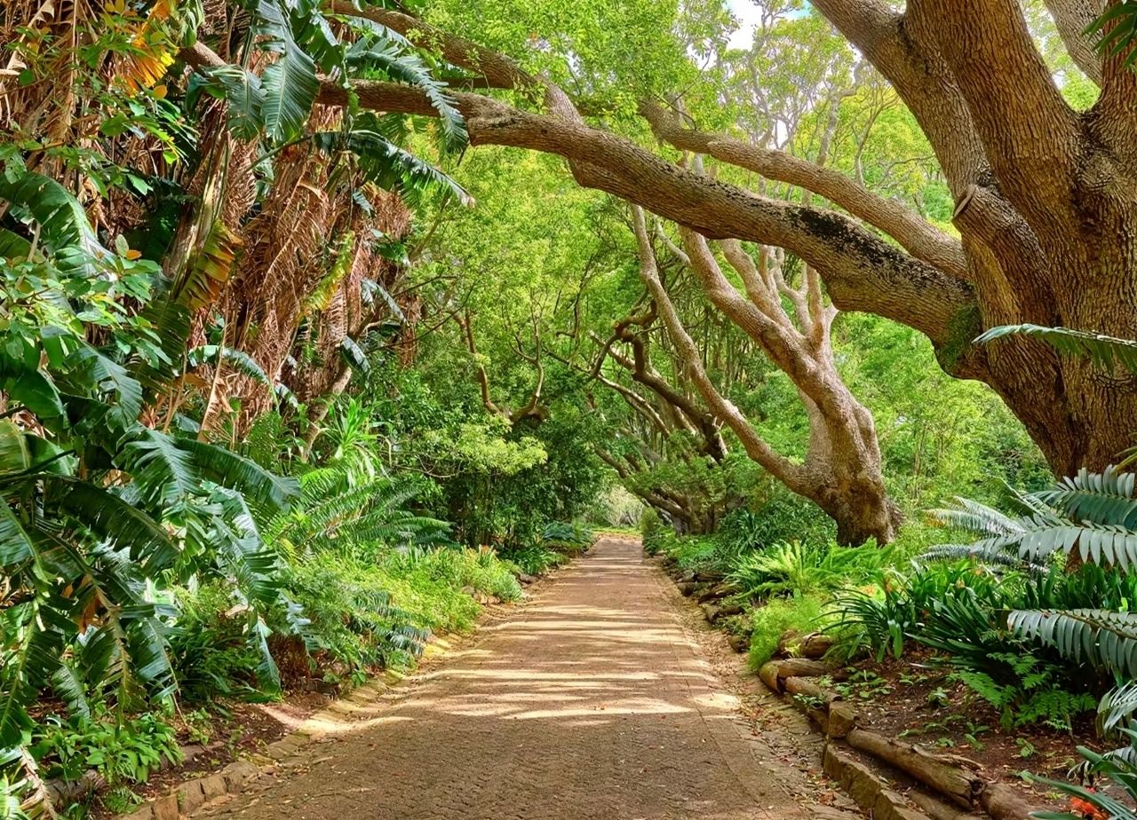 南非開普敦康斯坦博西植物園+康斯坦夏葡萄莊園+維多利亞港之旅