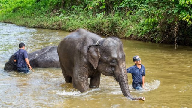Lawatan sehari sewaan peribadi ke Kem Gajah + Taman Harimau + Taman Tahi Gajah di Chiang Mai, Thailand