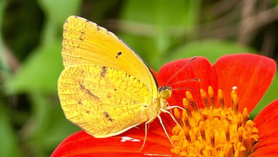 Maui: Interactive Butterfly Farm Entrance Ticket