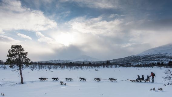 De Abisko: Passeio de Trenó Puxado por Cães até Kiruna com Fika