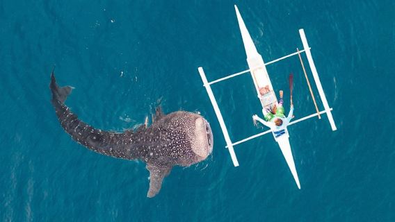 Au départ de Cebu : Rencontre avec le requin-baleine d'Oslob + plongée en apnée à la sardine Moalboal | Aventure marine d'une journée complète