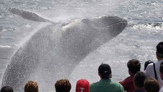 Excursión de avistamiento de ballenas en Gloucester