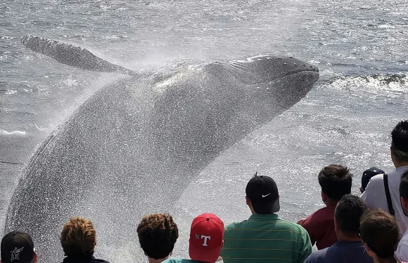 格洛斯特觀鯨團