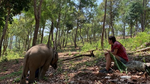 Elefantenpflege im Pride-Gebiet: Ganztagestour