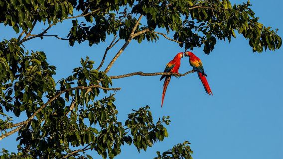 プラヤ・サマラ発プンタ・イスリタ行き野生コンゴウインコツアー