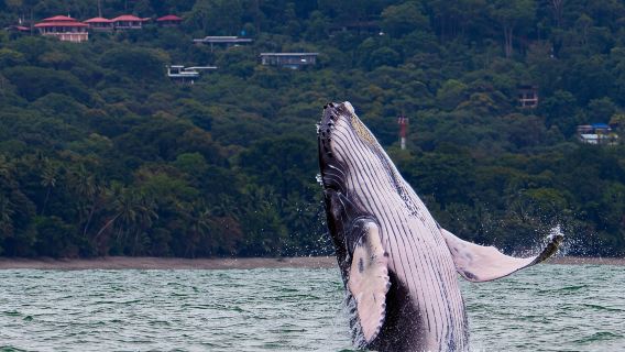 Combo Tour Marino Ballena National Park