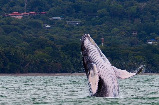 ทัวร์คอมโบอุทยานแห่งชาติ Marino Ballena