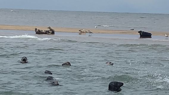 Osservazione delle foche a Scroby Sands