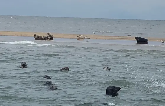 Scroby Sands 海豹觀賞