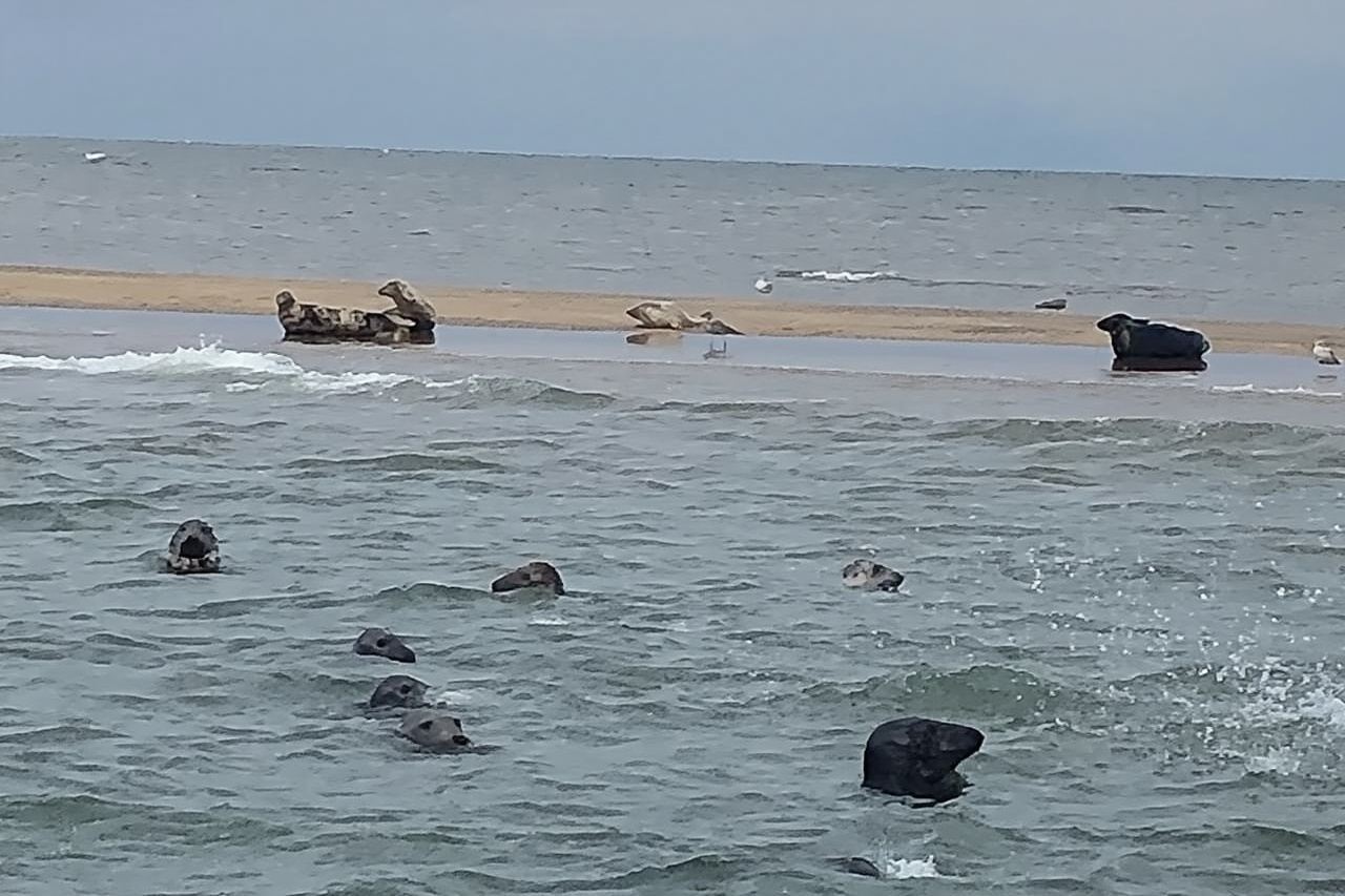 斯克羅比沙灘海豹觀賞