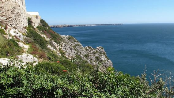 Sagres full-day birdwatching tour