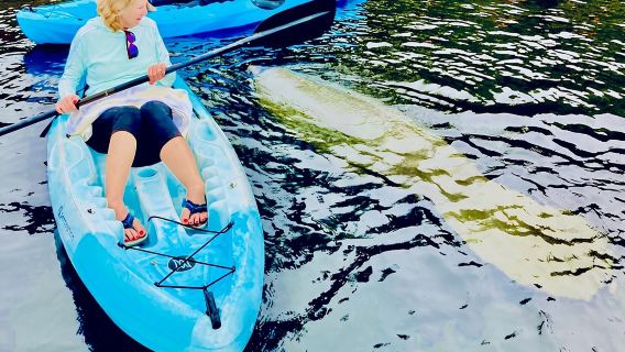 Dolphin, Manatee and Sea Turtle Kayak Adventure