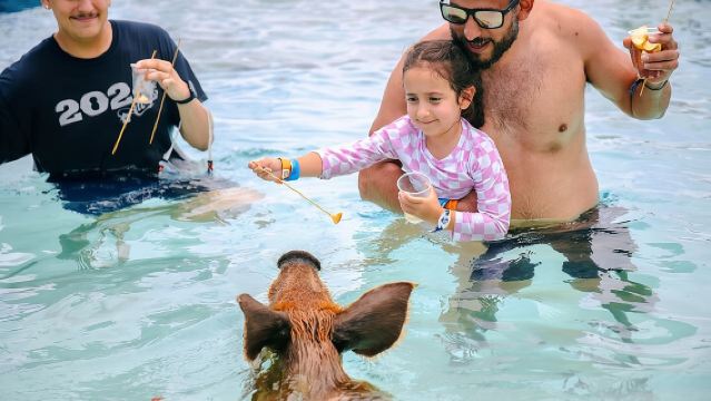 Swimming Pigs Of Rose Island Water Taxi Nassau Bahamas