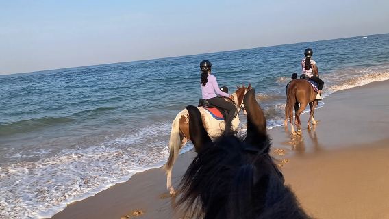 Horse Riding in Port City
