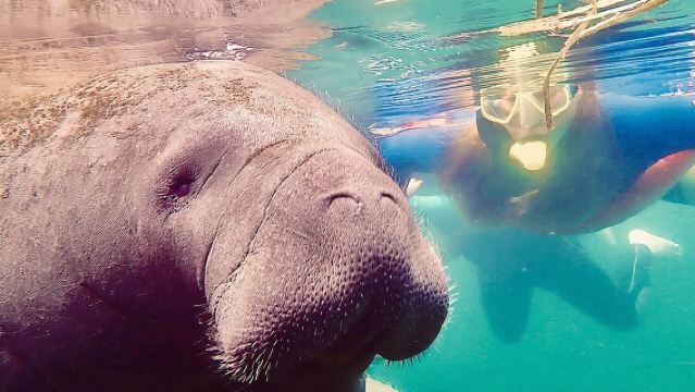 Manatee Snorkel Tour from American Pro Diving Center
