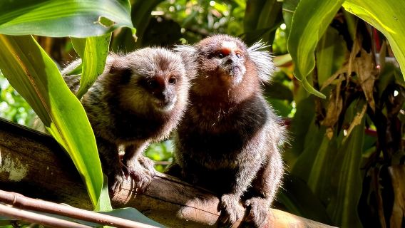 Rainforest Hike in Rio: Tijuca Waterfalls, Wildlife & Caves