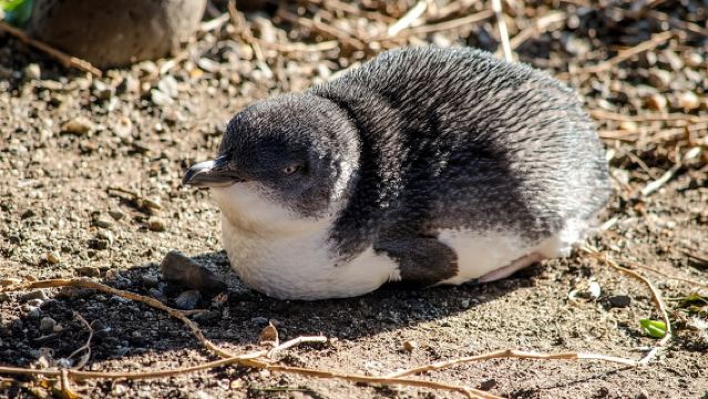 メルボルン発 コアラとペンギン・パレードのフィリップ島日帰りツアー