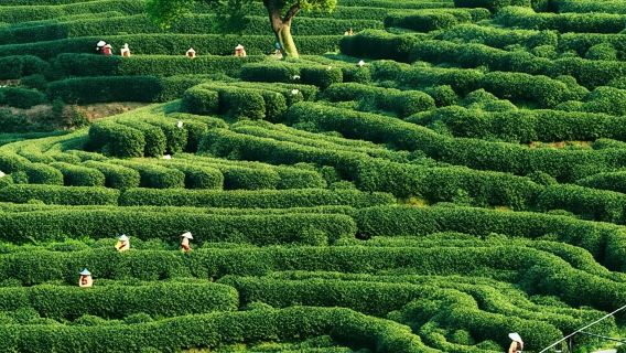 Hangzhou: Recorrido de recolección y degustación de té en la aldea de Longjing