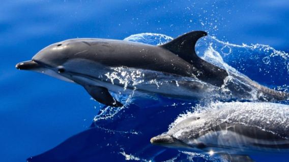 Lanzarote: Perjalanan Memerhati Lumba-lumba Setengah Hari Pulau Lobos