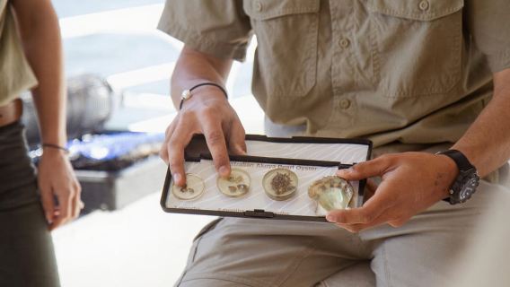 Tour per gli amanti delle ostriche e delle perle