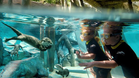 Orlando: Tiket Masuk Discovery Cove & Taman Tambahan